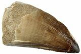 Fossil Mosasaur (Prognathodon) Tooth - Morocco #259982-1